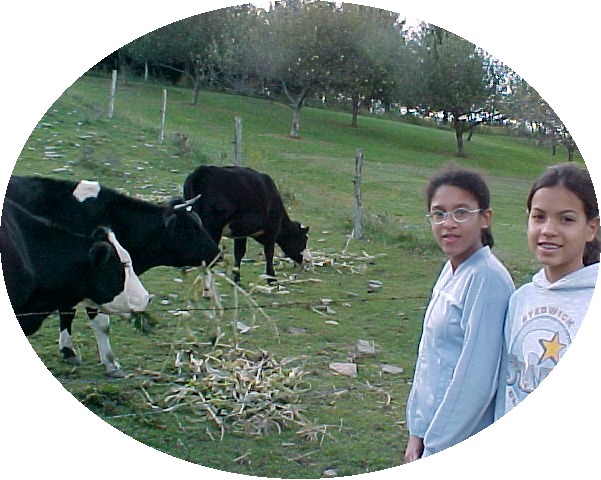 cowsguests.jpg